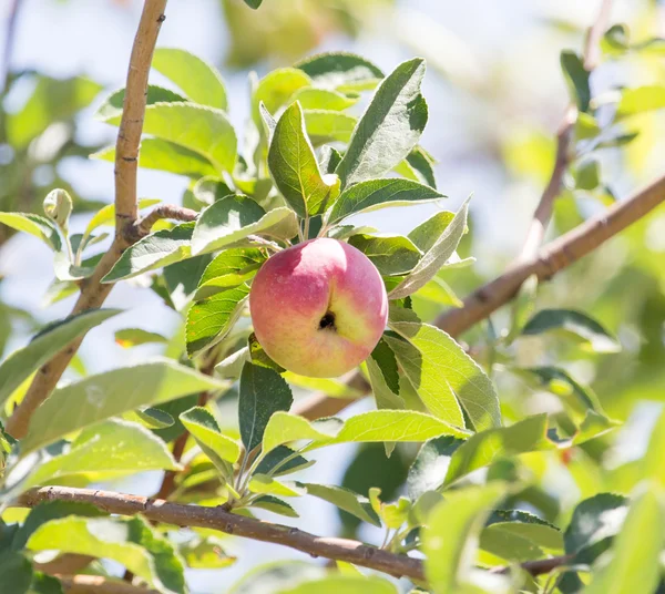 Naturaleza — Foto de Stock