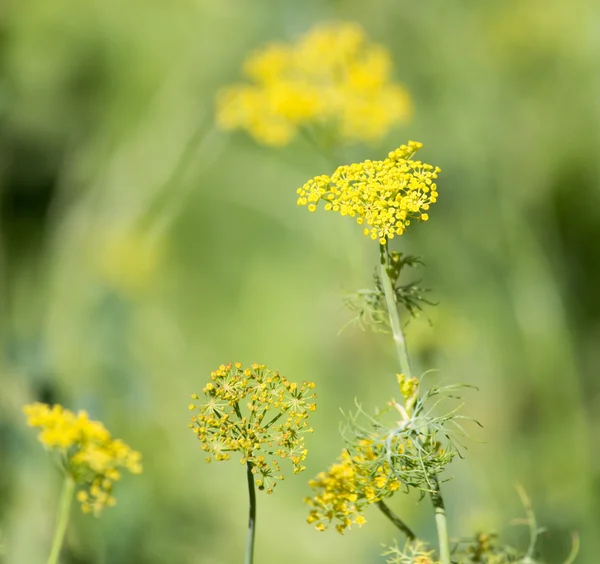 Luonto — kuvapankkivalokuva