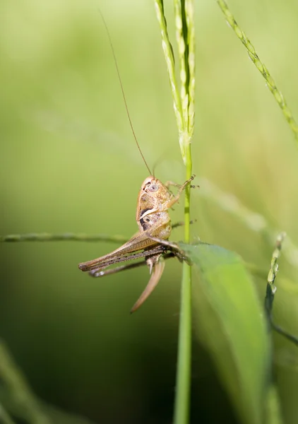 Nature — Stock Photo, Image