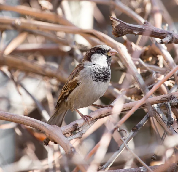 Natuur — Stockfoto