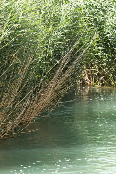 Naturaleza —  Fotos de Stock