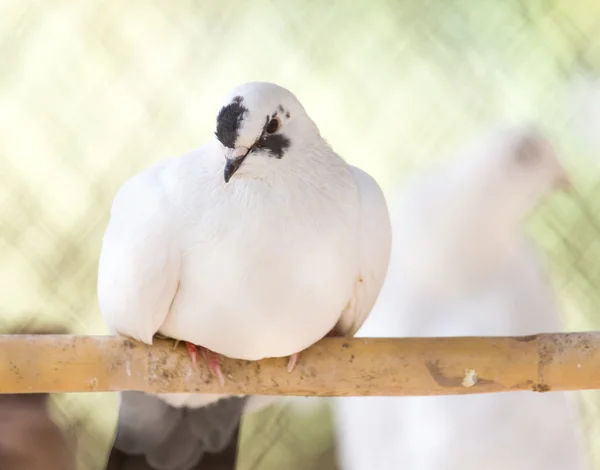 Natura — Foto Stock