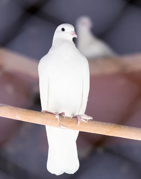 자연 — 스톡 사진