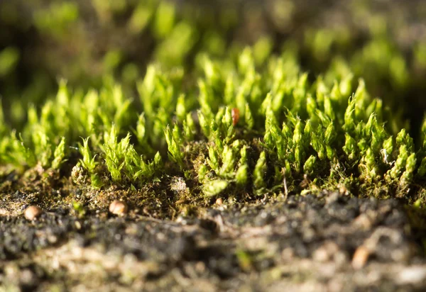 Naturaleza — Foto de Stock