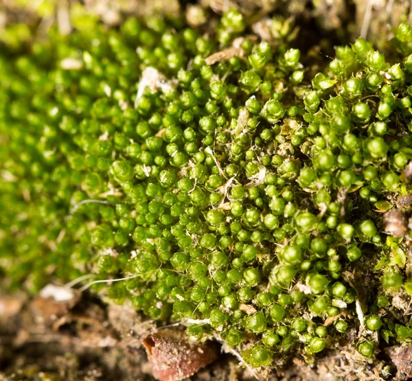 Naturaleza —  Fotos de Stock