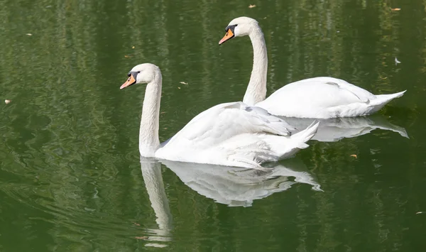 Natur — Stockfoto