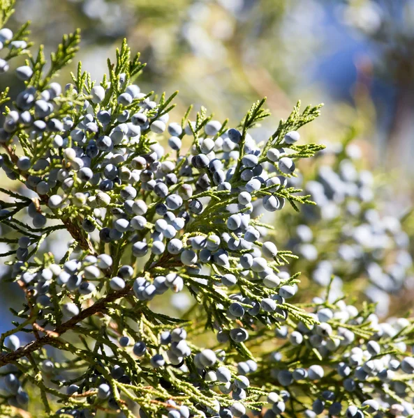 Natureza — Fotografia de Stock