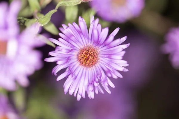 Natuur — Stockfoto