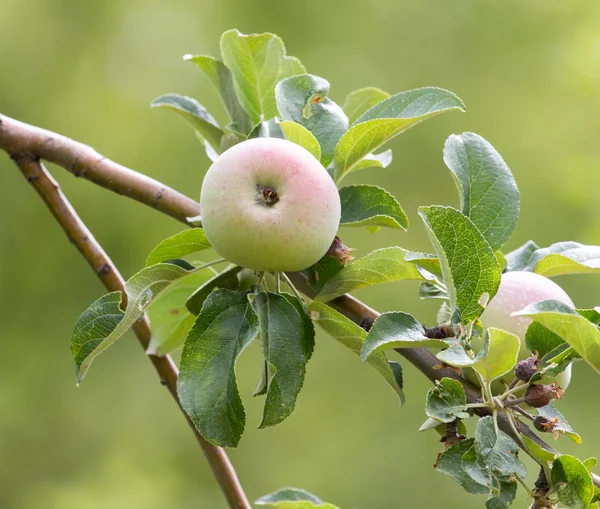 Naturaleza —  Fotos de Stock