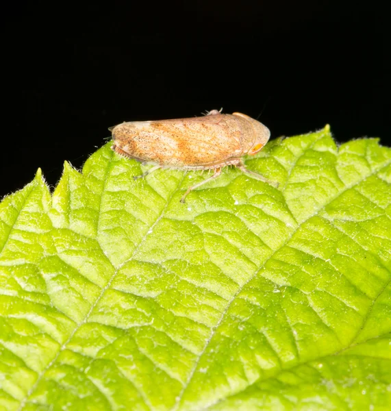 Natuur — Stockfoto