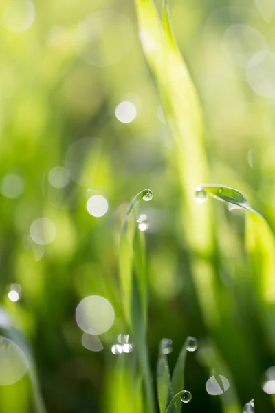 Naturaleza — Foto de Stock