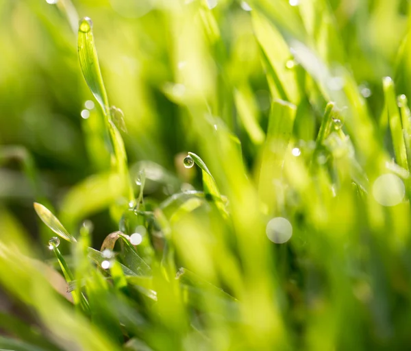 Nature — Stock Photo, Image