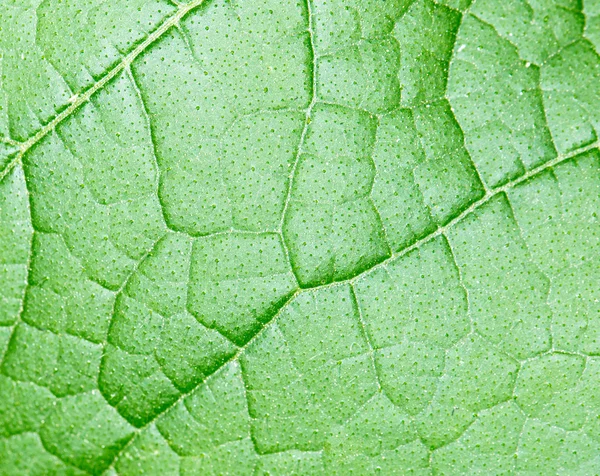 Naturaleza — Foto de Stock