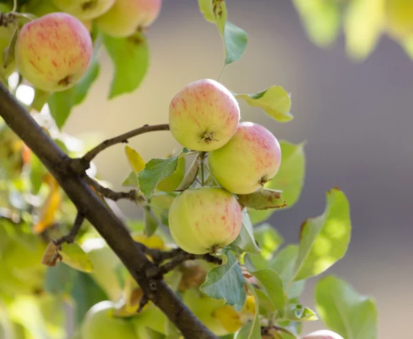 Nature — Stock Photo, Image