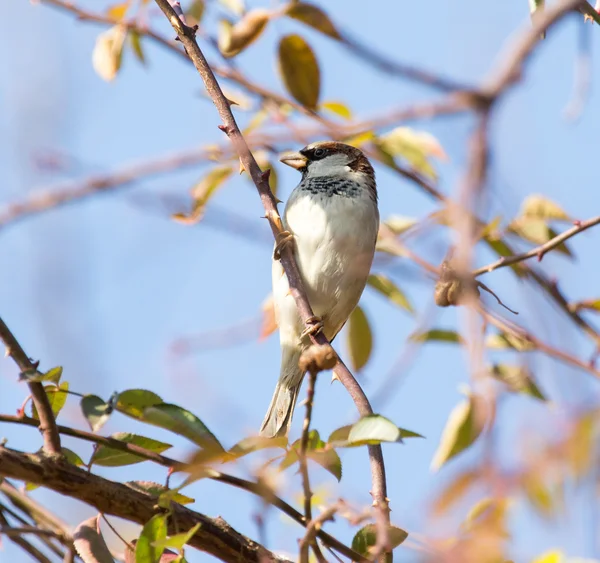 Nature — Stock Photo, Image