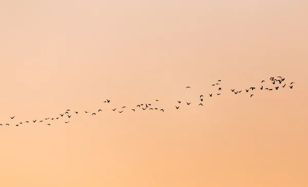 Natuur — Stockfoto