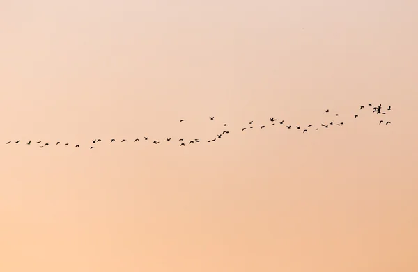 Natuur — Stockfoto