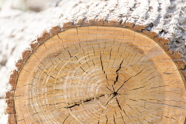 Naturaleza — Foto de Stock