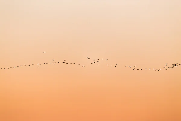 Naturaleza —  Fotos de Stock