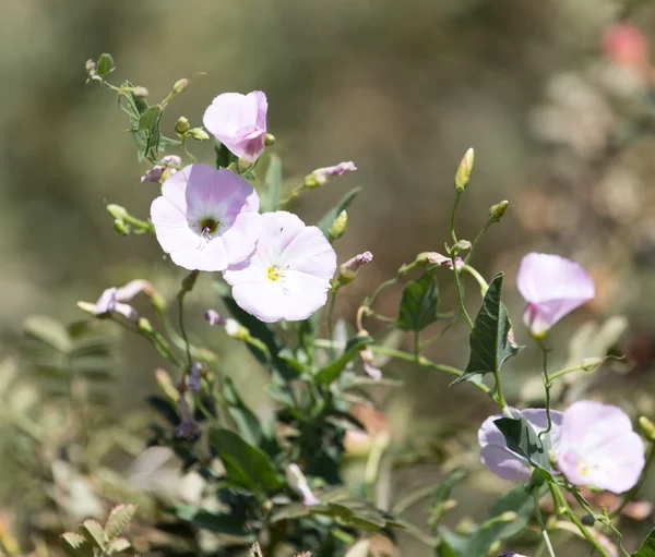 Natuur — Stockfoto