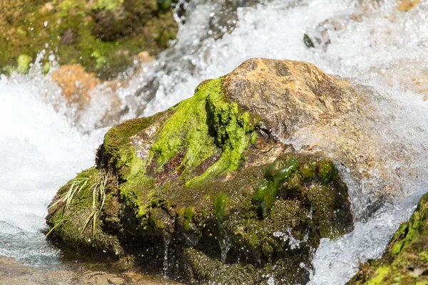 Naturaleza — Foto de Stock