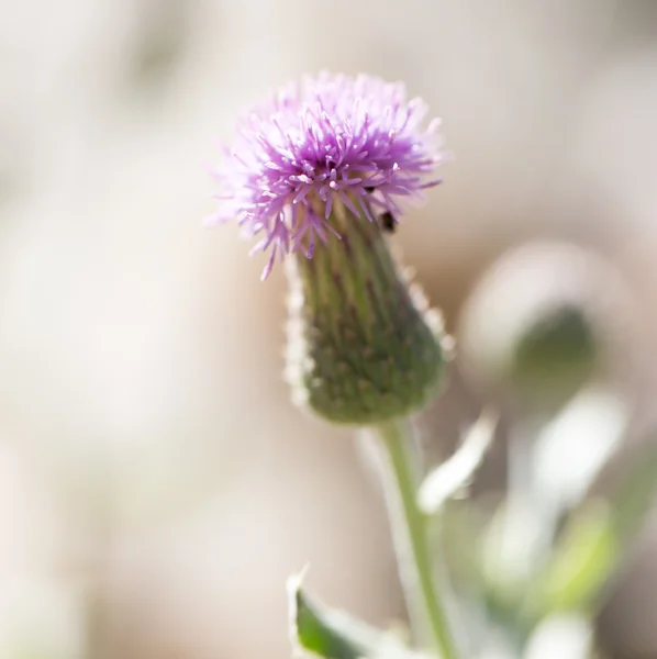 Achtergrond — Stockfoto