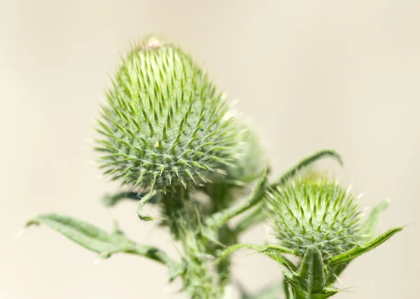 Natuur — Stockfoto