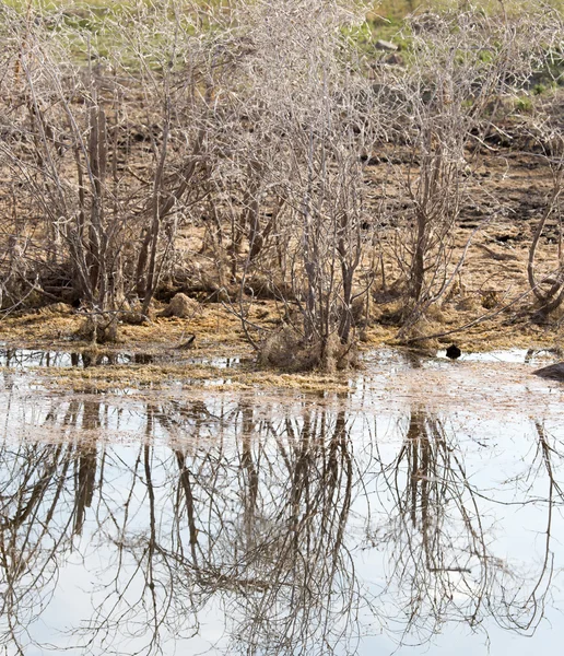 Naturaleza —  Fotos de Stock