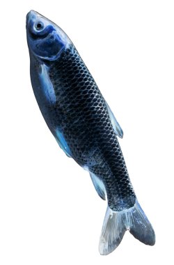 Doğa