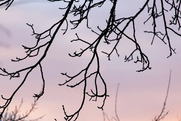 Natuur — Stockfoto