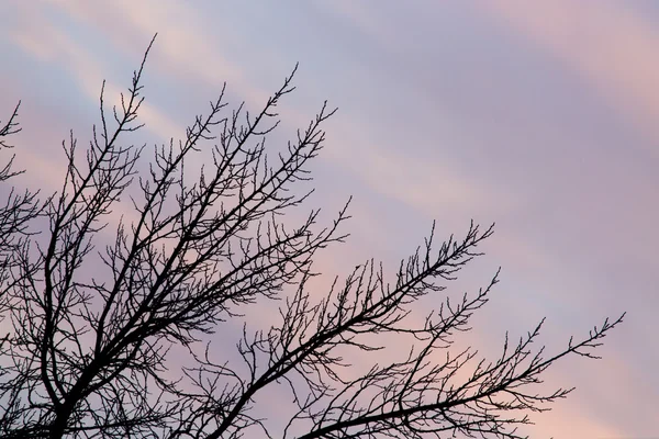 Naturaleza —  Fotos de Stock