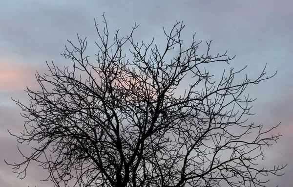 Naturaleza — Foto de Stock