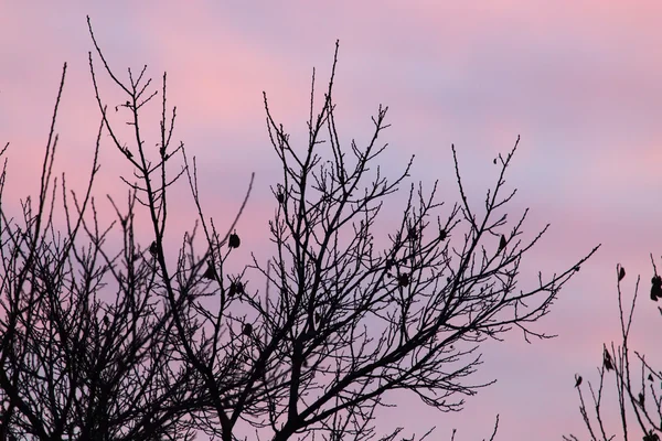 Natur — Stockfoto