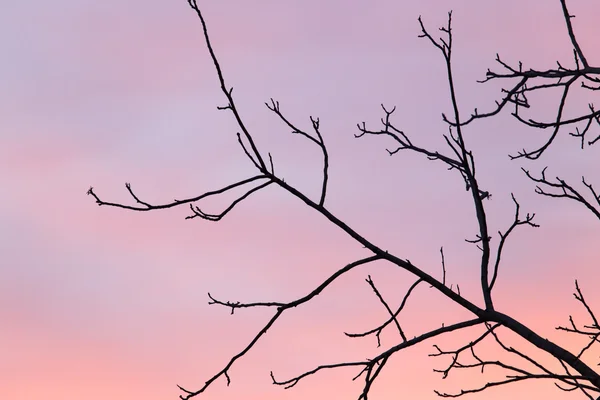 Natuur — Stockfoto