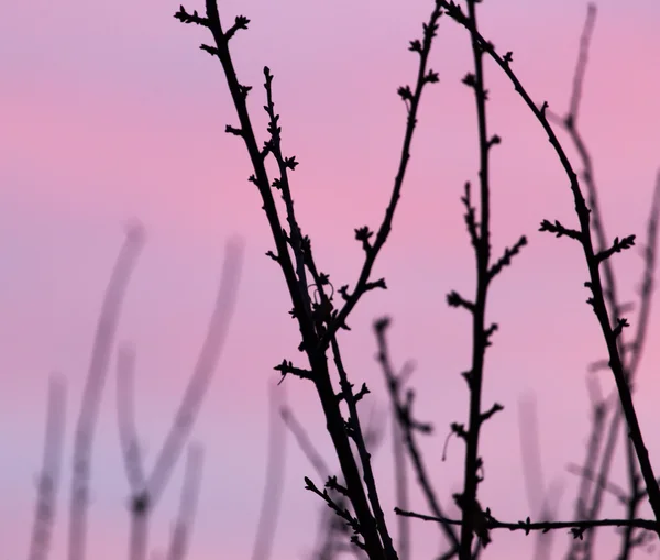 Natuur — Stockfoto