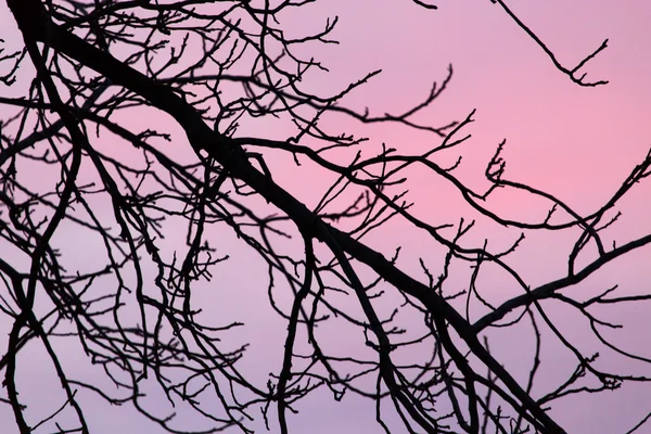 Naturaleza — Foto de Stock