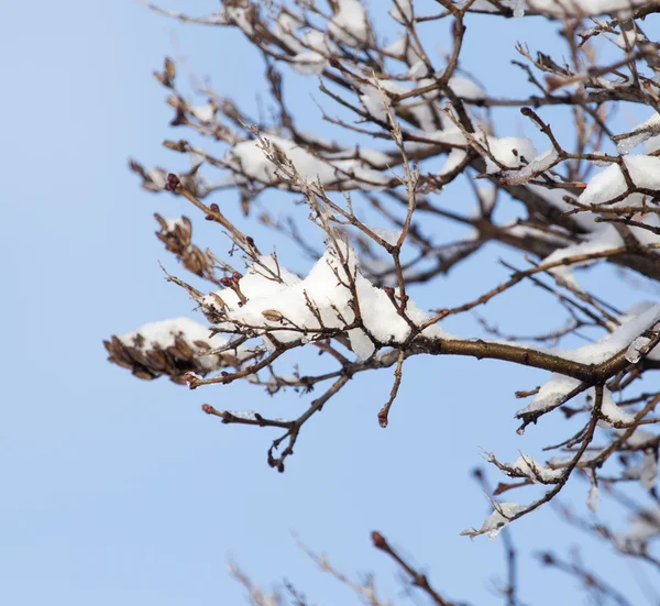 Natur — Stockfoto