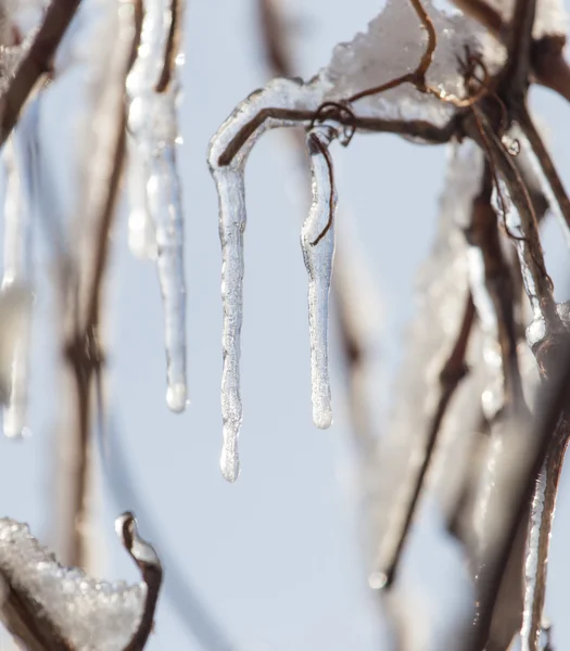 Natur — Stockfoto