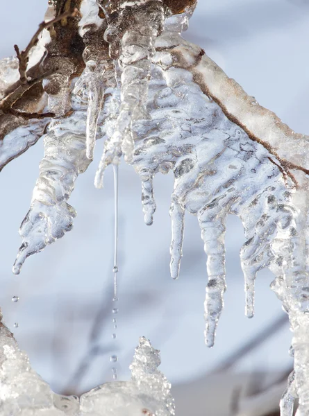 Nature — Stock Photo, Image