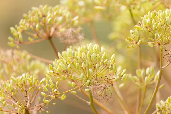 Nature — Stock Photo, Image