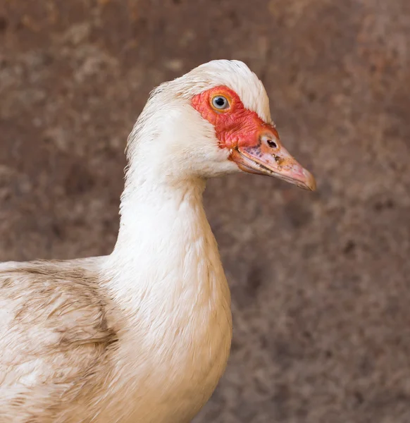 Příroda — Stock fotografie