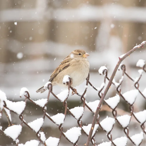 Natuur — Stockfoto