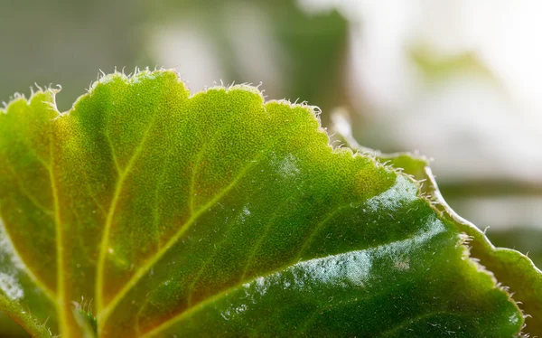 Naturaleza — Foto de Stock