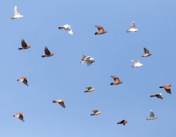 Dierlijk — Stockfoto