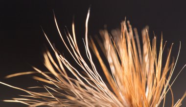 Balıkçılık için fly