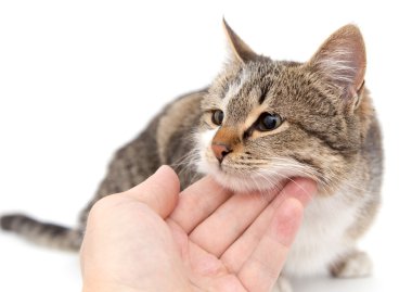 Kedi .