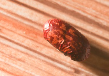 Fasulye. yakın çekim