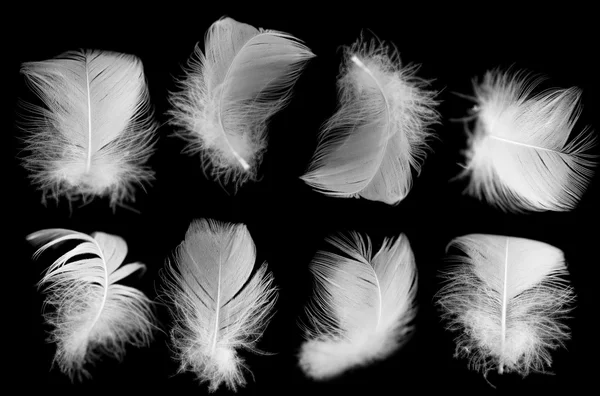 White feather of a bird on a black background — Stock Photo, Image