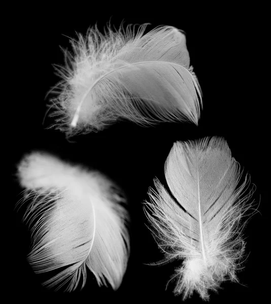 Pluma blanca de un pájaro sobre un fondo negro —  Fotos de Stock