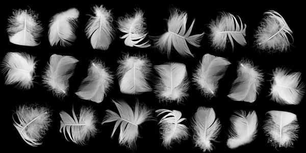 Белое перо птицы на черном фоне — стоковое фото